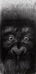 silvano-scolari-scimmia-concatenata-grafite-su-carta